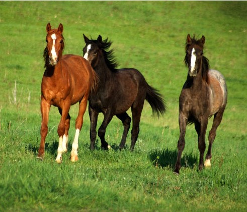 horse manure management