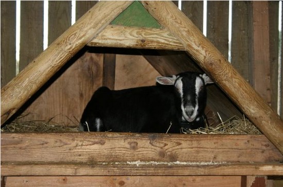 housing goats