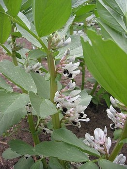 growing broad beans organically