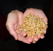 a handful of malted barley for beer brewing