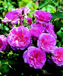 Hyde Hall flower insert with rose hedge in the background.