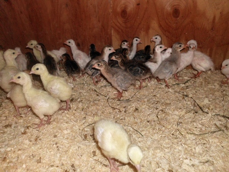 keets - baby guinea fowl