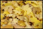 leaf mold thumbnail