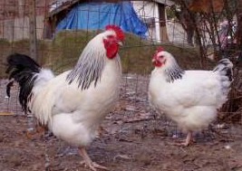 light sussex chicken breeds