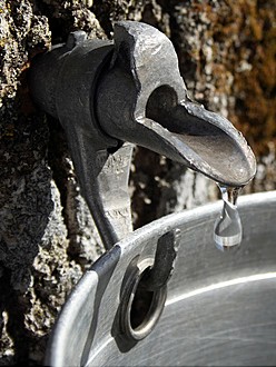 Maple sap dripping into a bucket