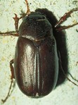 May beetles damages strawberry plants