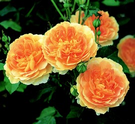 3 blooms from the molineux rose