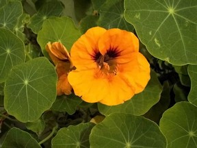 a deep orange-yellow geranium flower