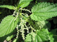Nettle for Liquid Fertilizer