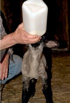 How to raise orphan lambs