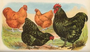 orpington chickens