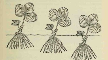 Planting strawberries at the right level