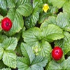 Potentilla indica - mock strawberry