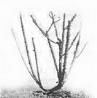 Pruning roses thumbnail