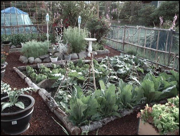 raised beds made out of wood