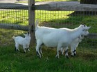 Raising goats thumbnail