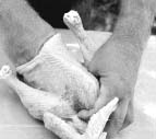 evisceration of chicken during home butchering