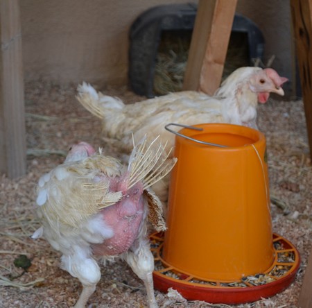 My 2 rescued battery hens without feathers.