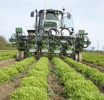 Robocrop inrow weeder in a field of lettuces.