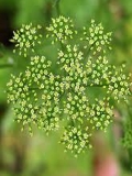 a close-up view of sheep's parsley