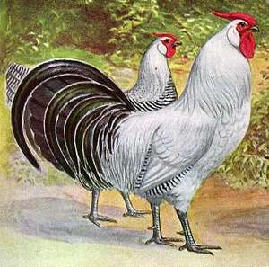 silver-pencilled-hamburg-chickens