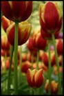 Spring bulbs thumbnail