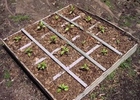 Square Foot gardening