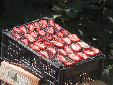 sun dried tomatoes drying in Italy