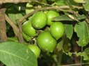 growing lemons on a roof-top terrace