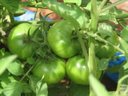 growing tomatoes on a roof top terrace