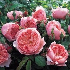 The Alnwick Rose by David Austin for hedges