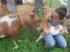 miniature horse and foal