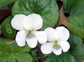 2 white violet flowers with purple throats