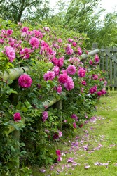 Wild Eric a pink rose used as a hedge