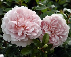 Wild Eve a delicate pink David Austin rose