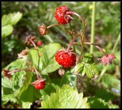 wild strawberries