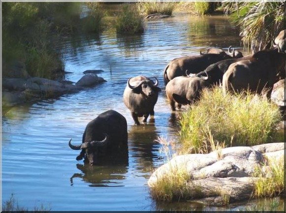 Buffalo at Kruger Park