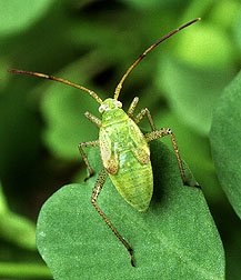 Alfalfa Plant Bug