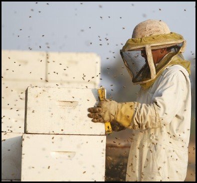 a beekeeper robbing a hive in his protective suit, gloves and veiled hat