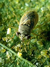 Big Eyed Bug