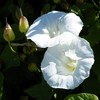 calystegia pubescens