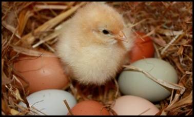 Day Old Chick