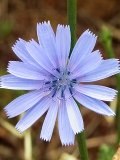 a chicory flower