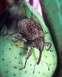 Cotton Boll Weevil