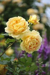 Beautiful Golden Celebration rose