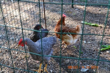 ISA Brown and Barred Rock chickens