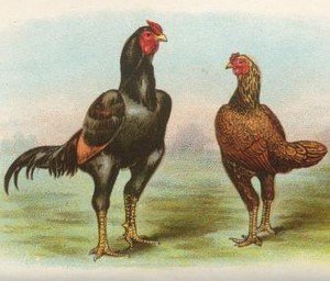 Indian Game Fowl