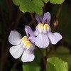 linaria-cymbalaria