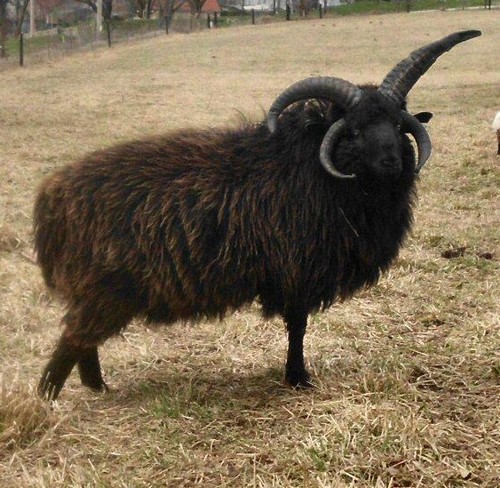 Little Nicky our Navajo-Churro ram at 1 years old.