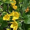 lysimachia numolaria which is yellow creeping loosestrife.